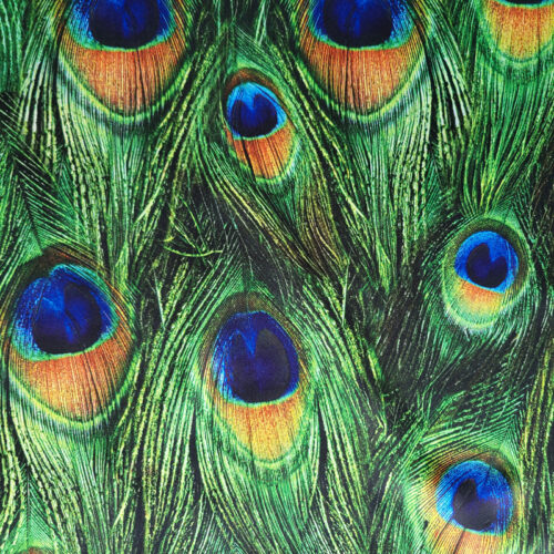 Sjaal met pauwenveren