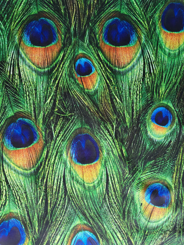 Sjaal met pauwenveren